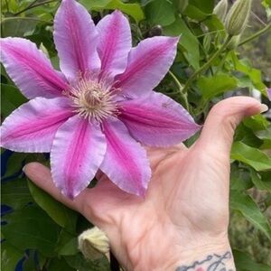 ALL REASONABLE OFFERS CONSIDERED 🥳💗💫 Happy Spring everyone 🦎🥰